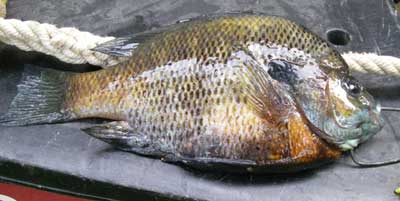 Robb's Blue Gill