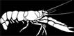 crawfish