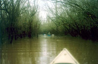 Atchafalaya Photo